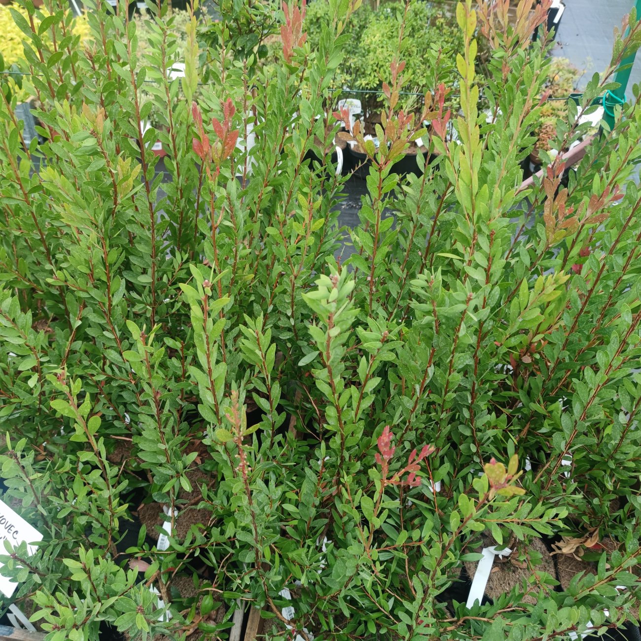 Obrázok Tyčinkovec (Callistemon) ´PERTH PINK´ - výška 15-30 cm, kont. C2L